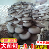蘑菇种植包平菇蘑菇菌包菌种菌菇种植包家庭四季 阳台种植采掉还长