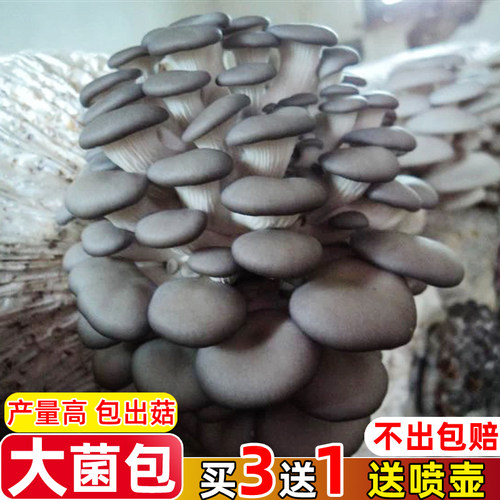 蘑菇种植包平菇蘑菇菌包买三送一