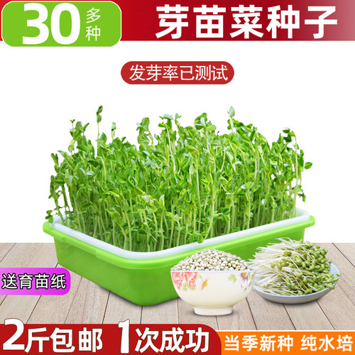 芽苗绿豆香椿阳台种菜