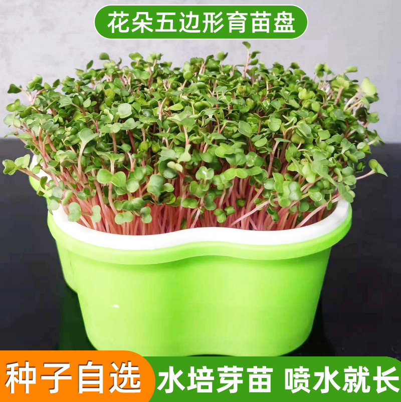 水培蔬菜豆芽发芽盆盘芽苗菜育苗盘种植黄豆豌豆绿豆小麦苗塑料盘 鲜花速递/花卉仿真/绿植园艺 育苗盘/营养钵 原图主图