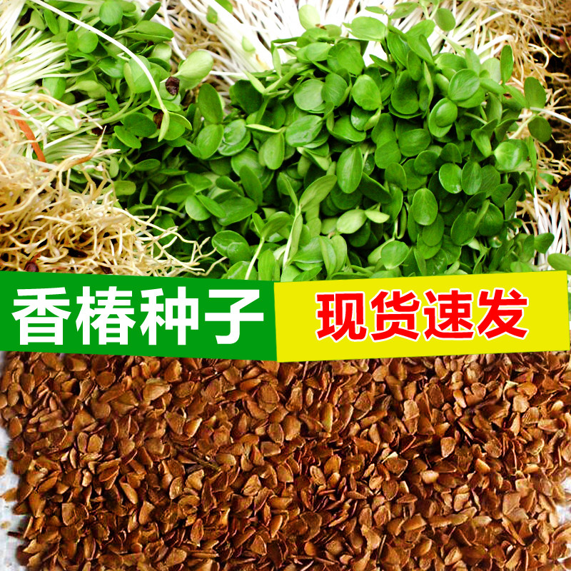 盆栽蔬菜种子育苗盘红油香椿包邮图片