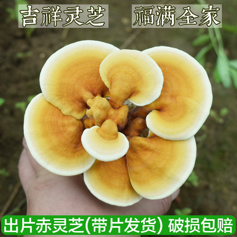 已出片赤芝灵芝盆景灵芝菌包菌袋灵芝菌种活体灵芝盆栽多肉植物