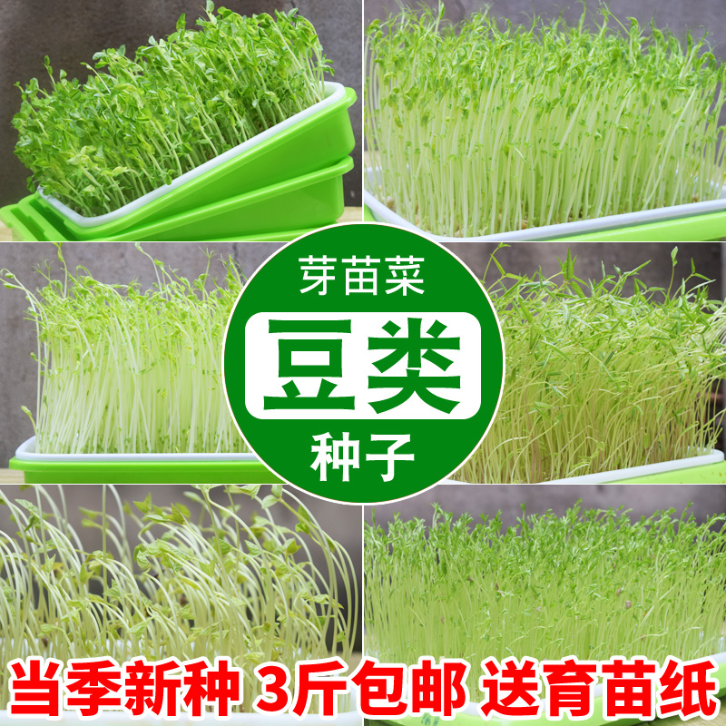 芽苗菜芽苗菜迦缘黄豆豌豆