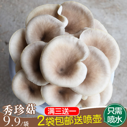 秀珍菇蘑菇菌包食用菌菌包菌棒蘑菇种菌菇种植包阳台种菜蘑菇盆栽 - 封面