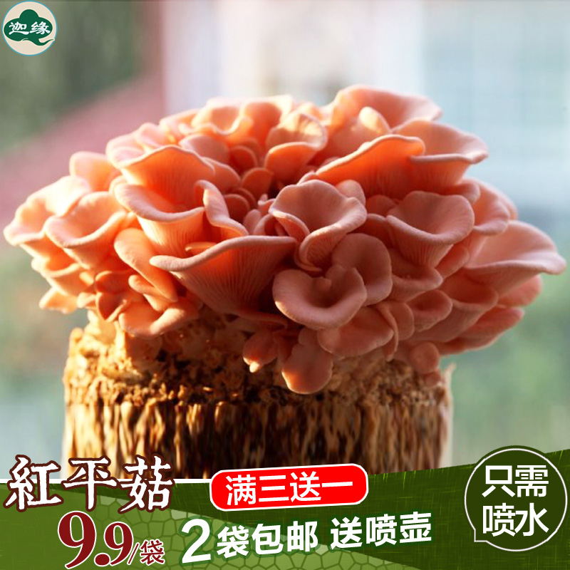 红平菇菌包食用菌菌种蘑菇菌包红蘑菇食用蘑菇多肉植物阳台菜种子图片