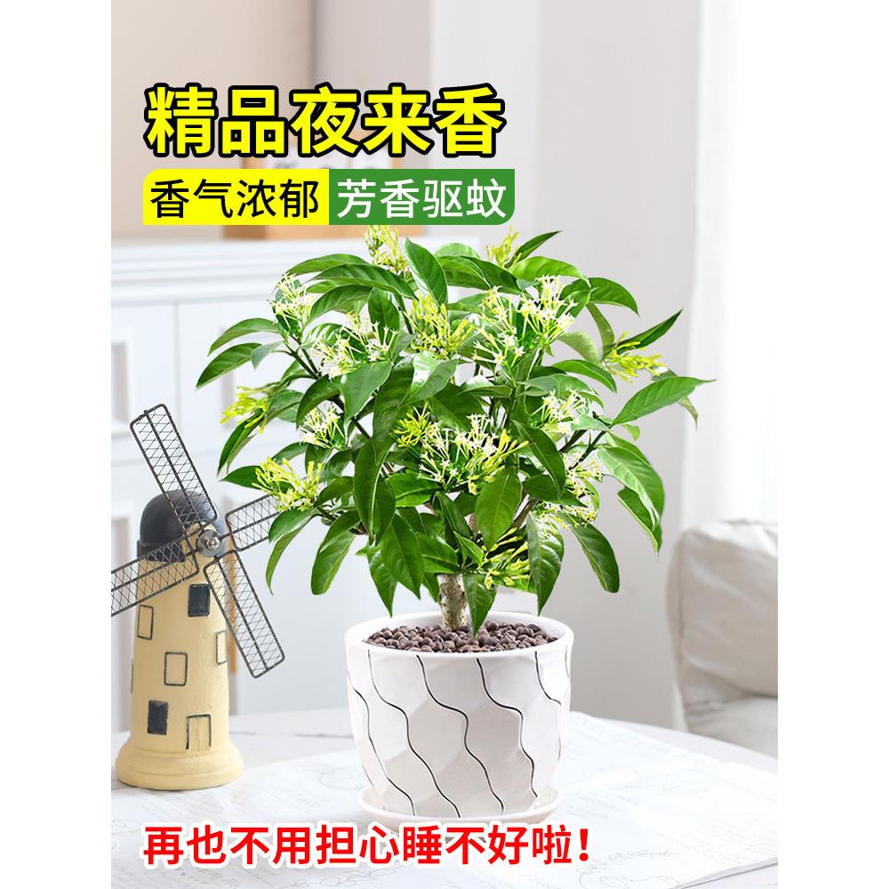 新疆包邮夜来香盆栽花树