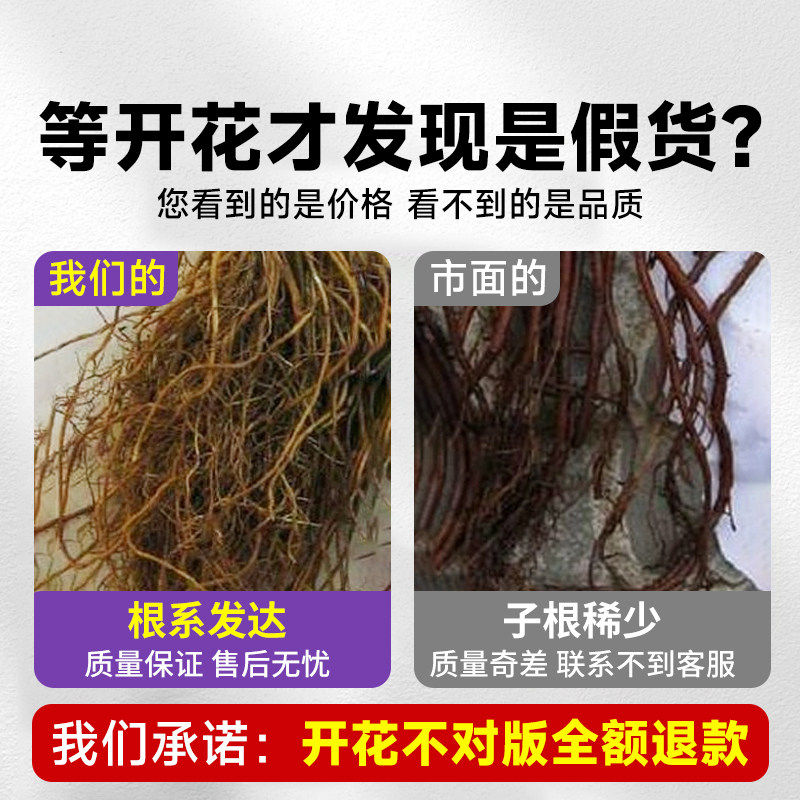 新疆包邮乌托邦铁线莲苗