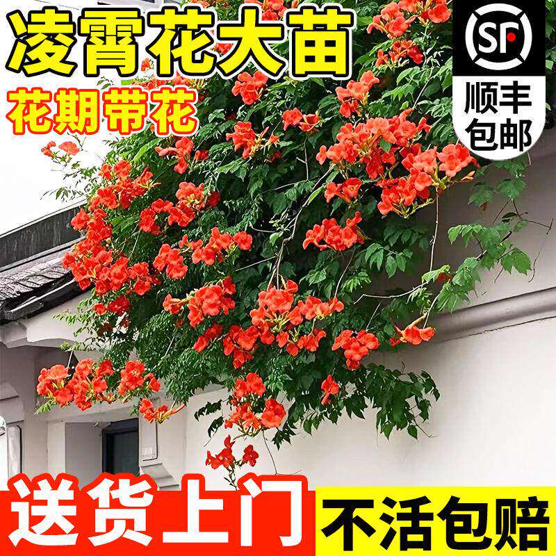 新疆包邮耐寒凌霄花苗爬