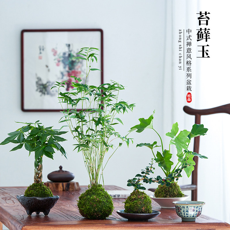 新疆包邮六月雪盆栽福建