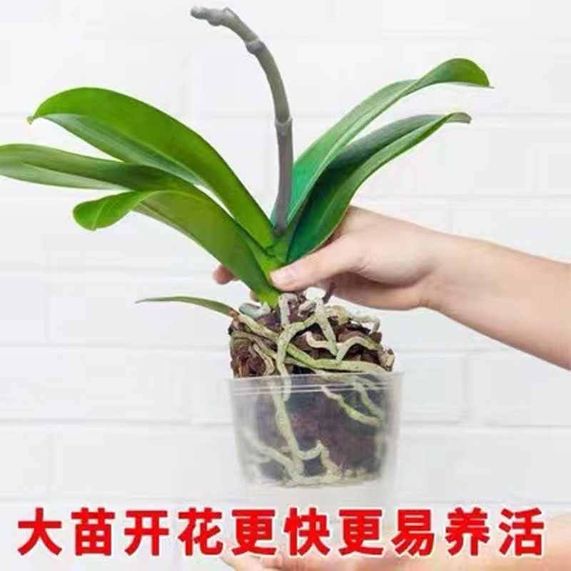 新疆包邮蝴蝶兰盆栽带花