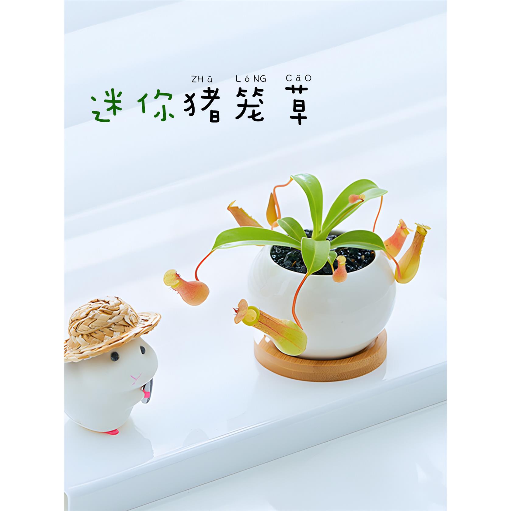 新疆西藏包邮猪笼草盆栽
