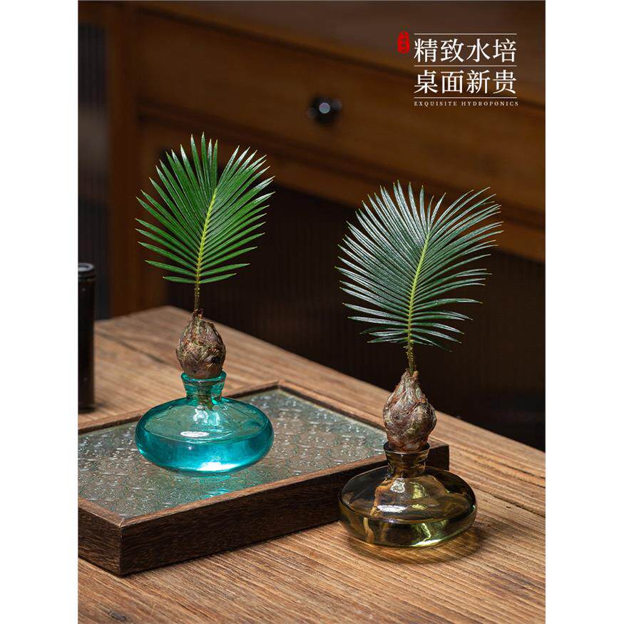 新疆西藏包邮水培植物铁