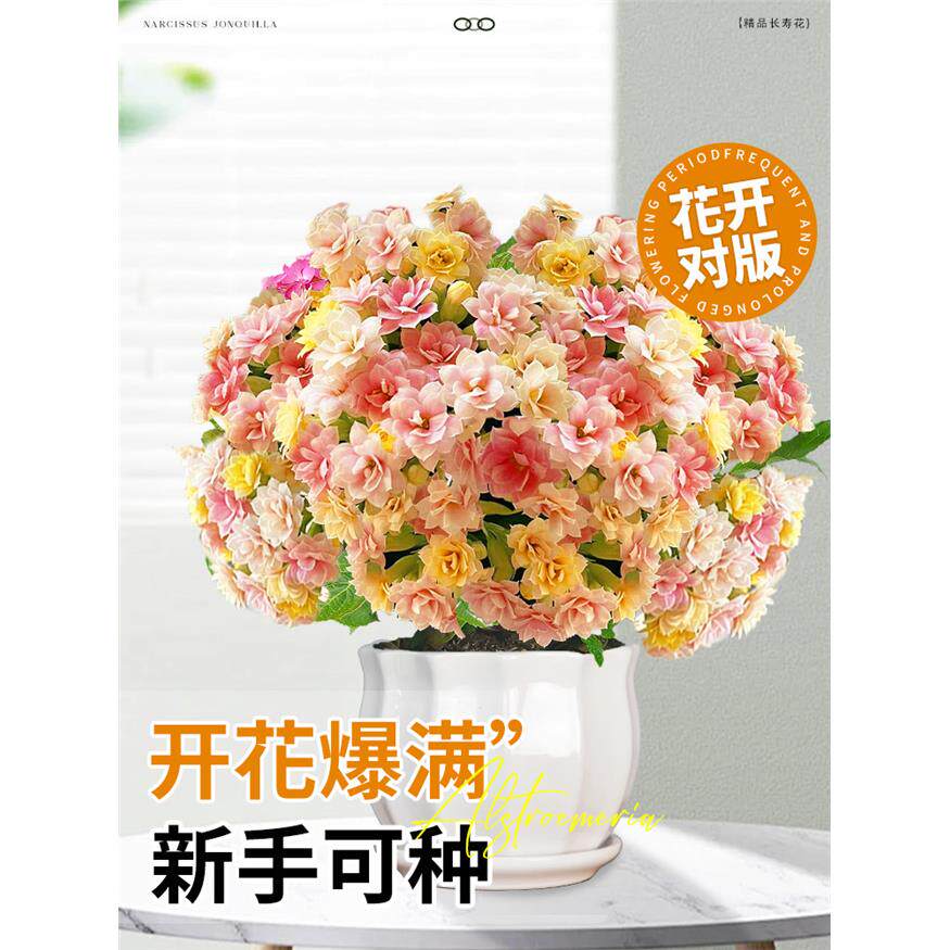 新疆包邮长寿花盆栽四季