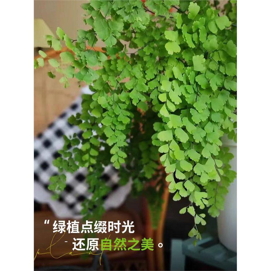 新疆包邮铁线蕨禄植盆栽
