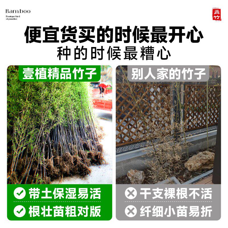 新疆包邮竹子苗庭院室外