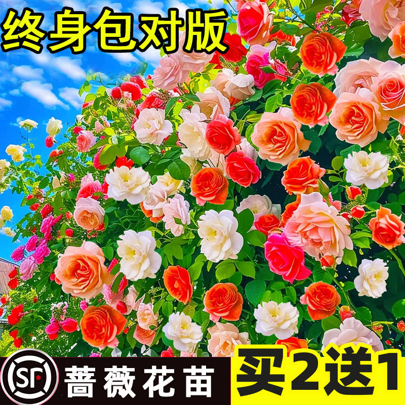 新疆西藏包邮蔷薇爬藤月