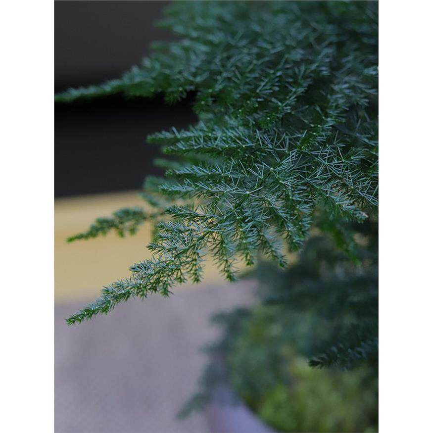 新疆包邮文竹盆栽植物室