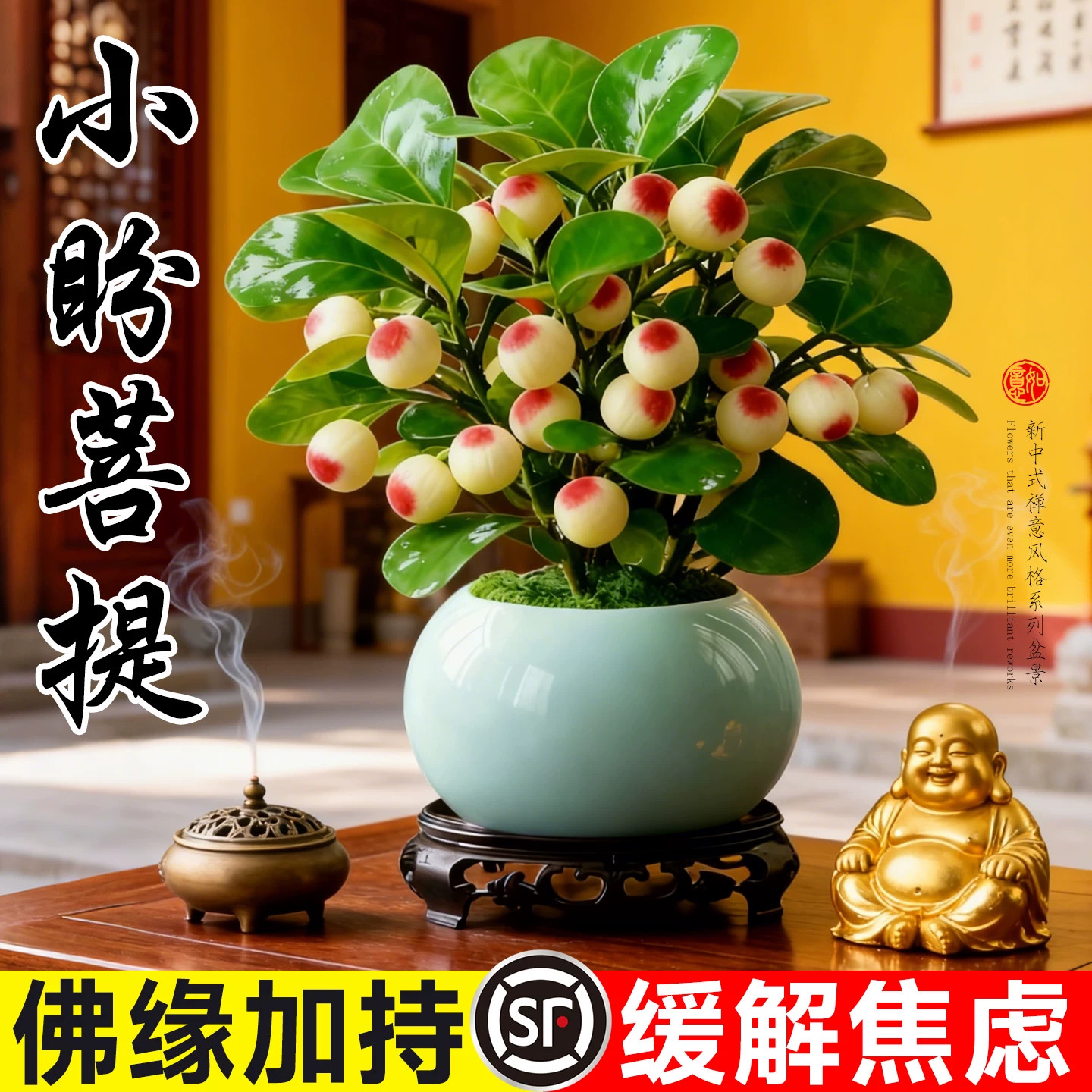 新疆西藏包邮小盼菩提盆