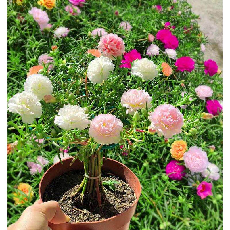 新疆包邮荷兰新品太阳花