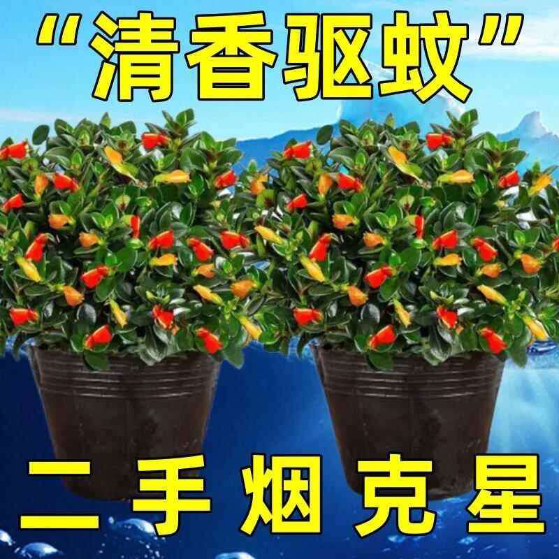 新疆包邮【驱蚊虫】金鱼