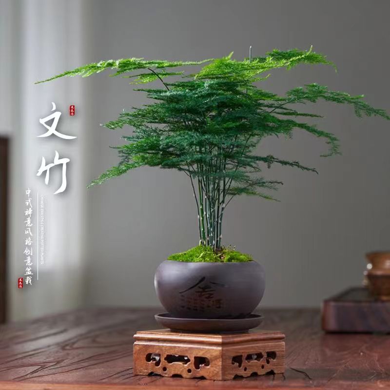 新疆包邮精品文竹盆栽植