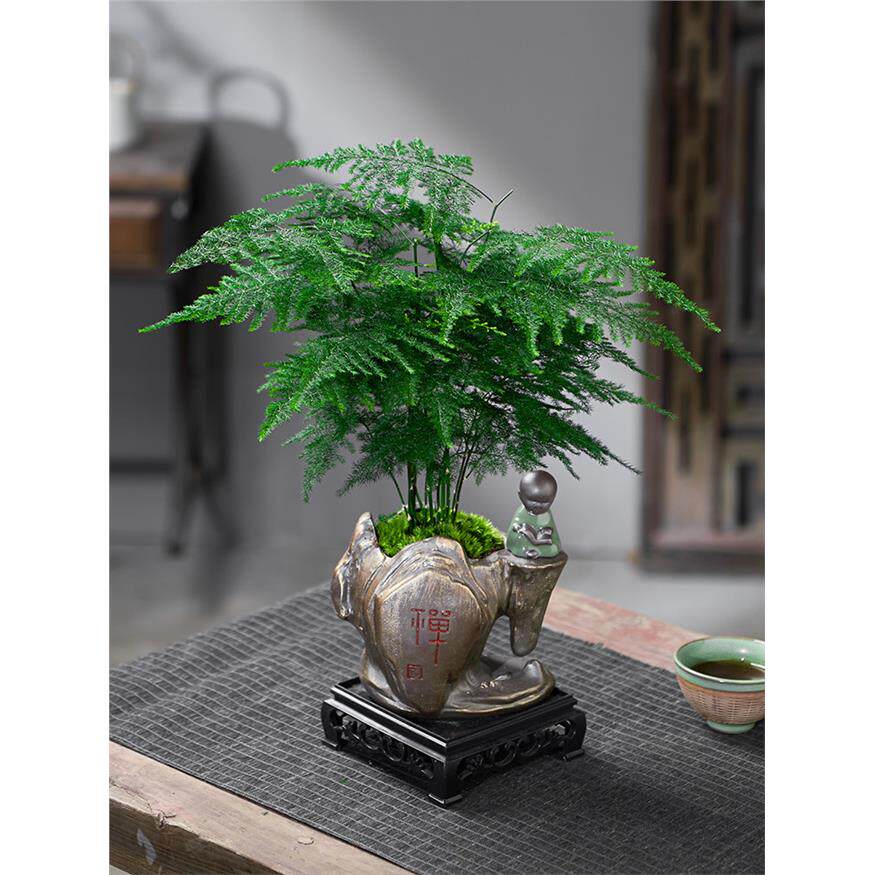 新疆包邮文竹盆栽植物室