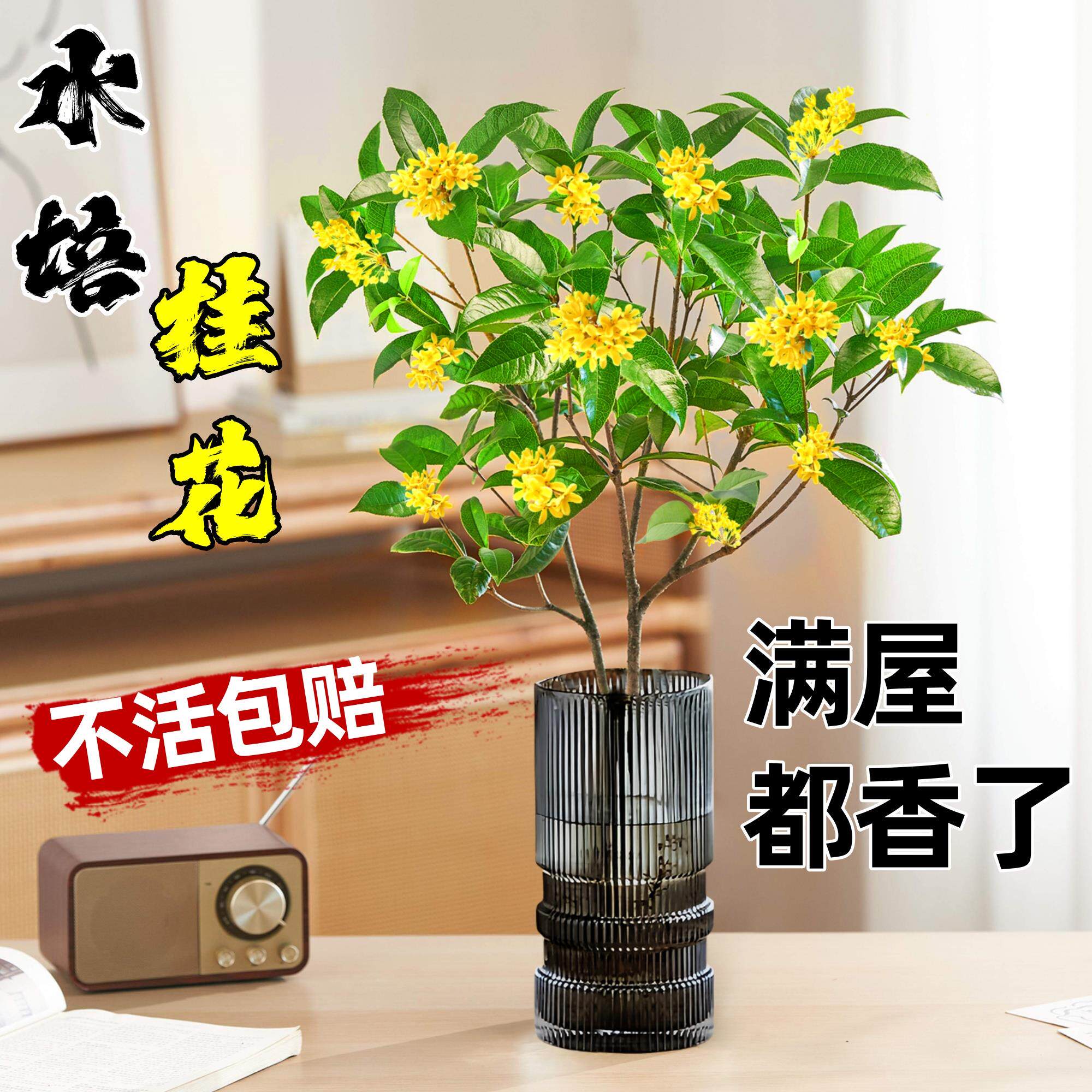 新疆包邮水培桂花盆栽树