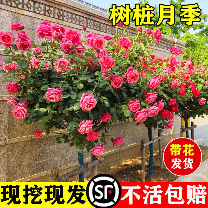 新疆包邮棒棒糖树桩月季