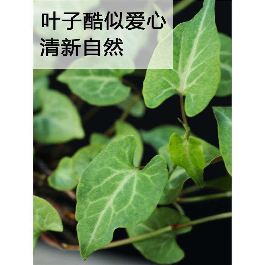 新疆包邮何首乌盆栽盆景