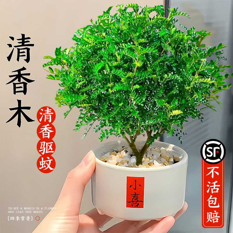 新疆西藏包邮清香胡椒木