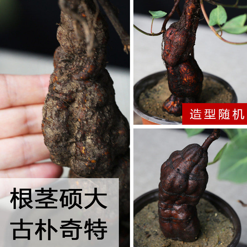 新疆包邮何首乌盆栽中草