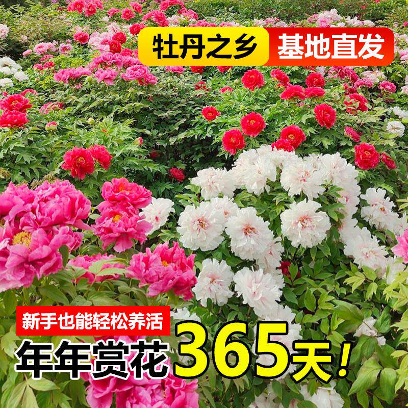 新疆西藏包邮正宗洛阳牡