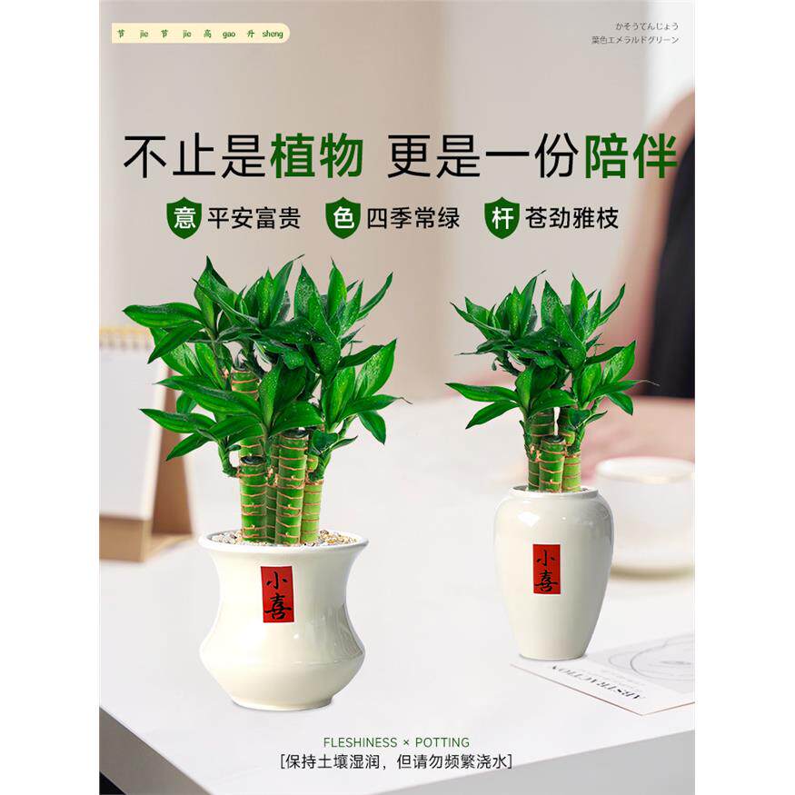新疆包邮节节高富贵竹水