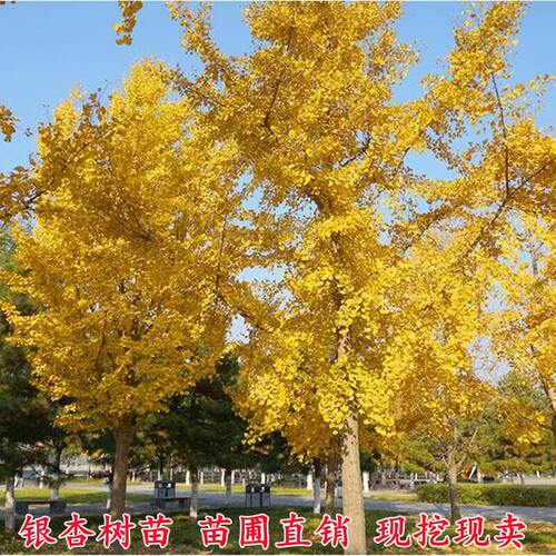 新疆包邮银杏树活苗庭院