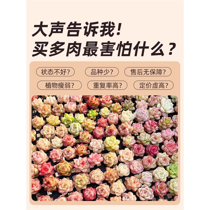 新疆包邮多肉植物组合室