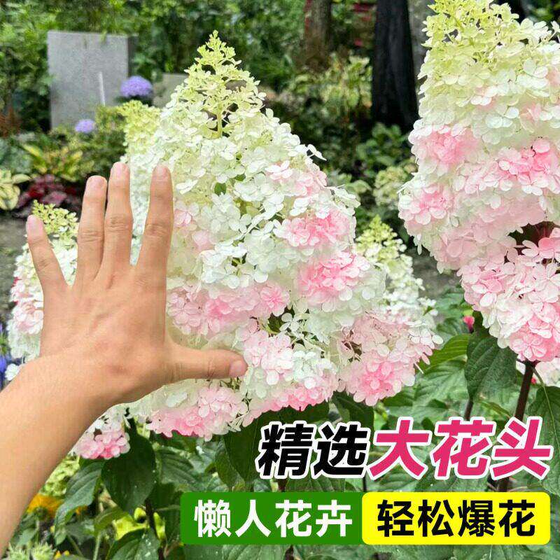 新疆包邮圆锥绣球花苗香