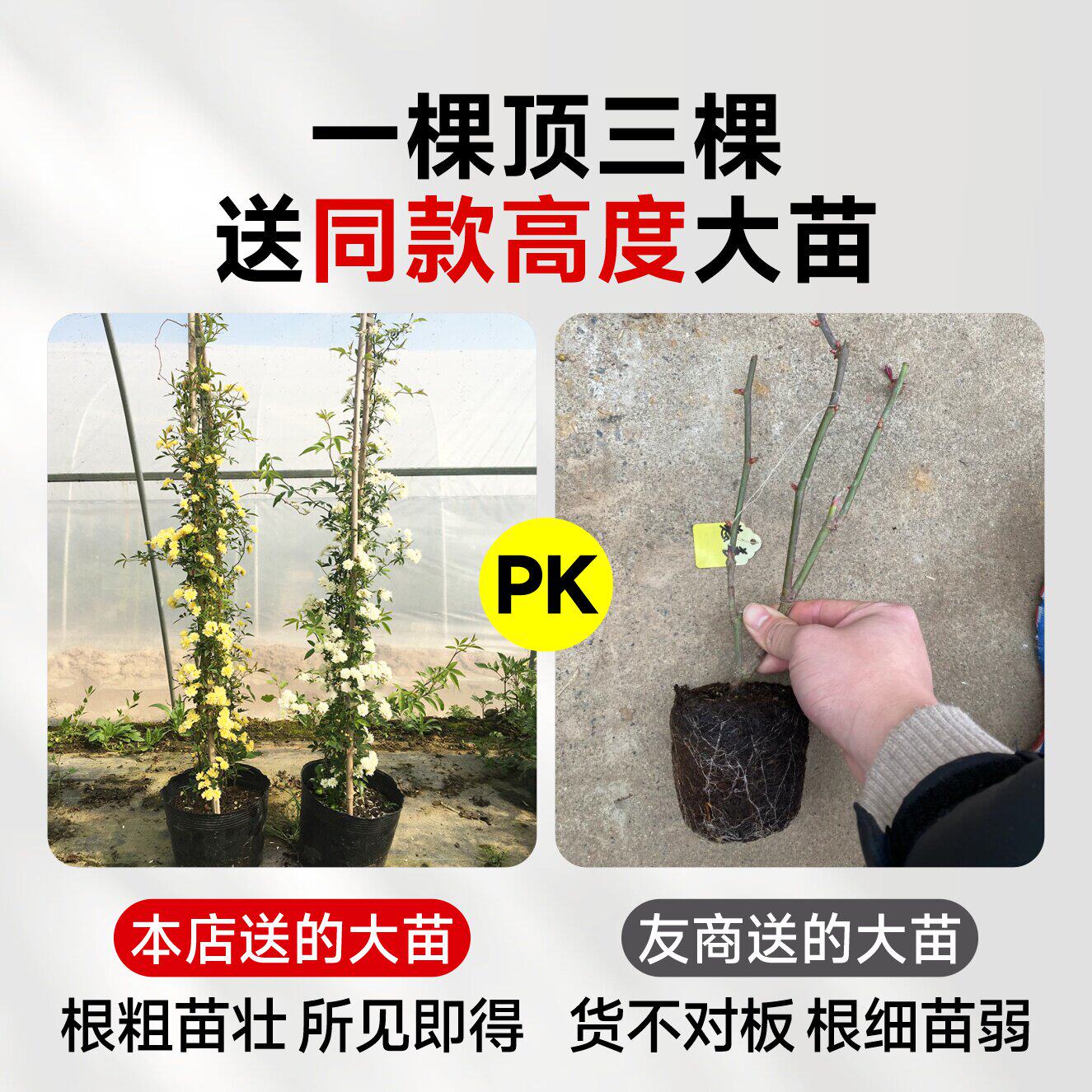 新疆包邮黄木香花苗爬藤