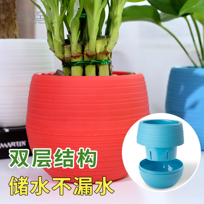 新疆包邮发财树栀子花文