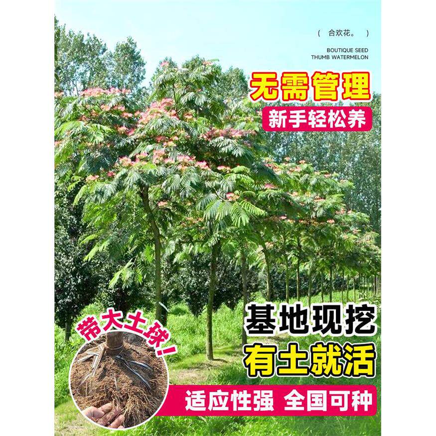 新疆包邮合欢花树苗绒南