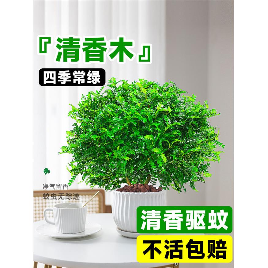 新疆西藏包邮正宗清香木