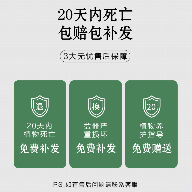 新疆包邮小叶赤楠老桩盆