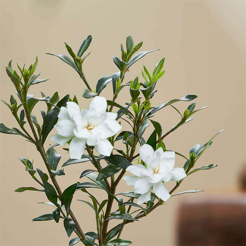 新疆包邮小叶栀子花四季盆栽植物室内好养办公室桌面带盆景花苞开
