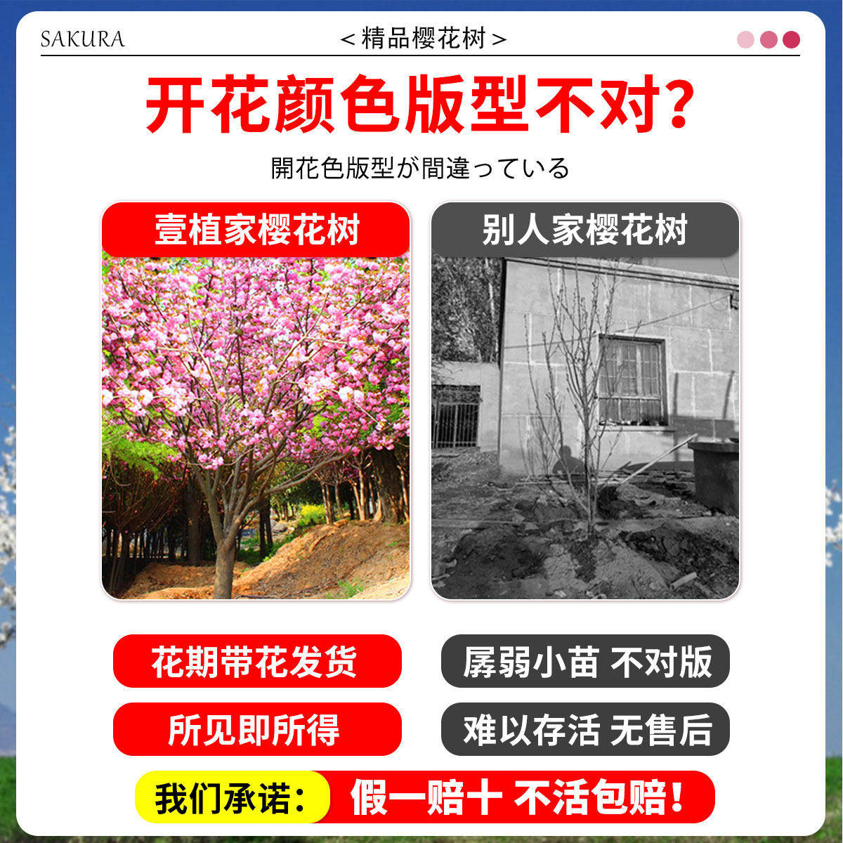 新疆包邮日本樱花树苗南