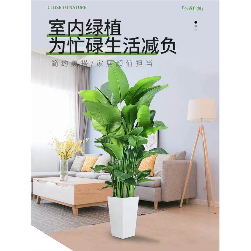 新疆包邮天堂鸟盆栽客厅