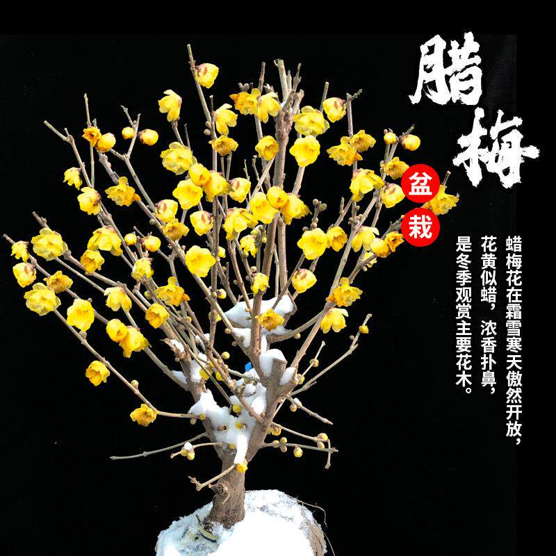 新疆包邮腊梅花树苗盆栽花卉素心腊梅盆景耐寒原生红梅花老桩阳台
