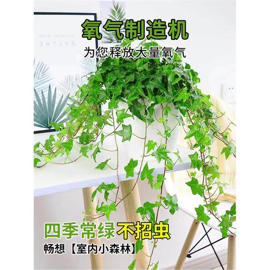 新疆包邮常春藤盆栽室内