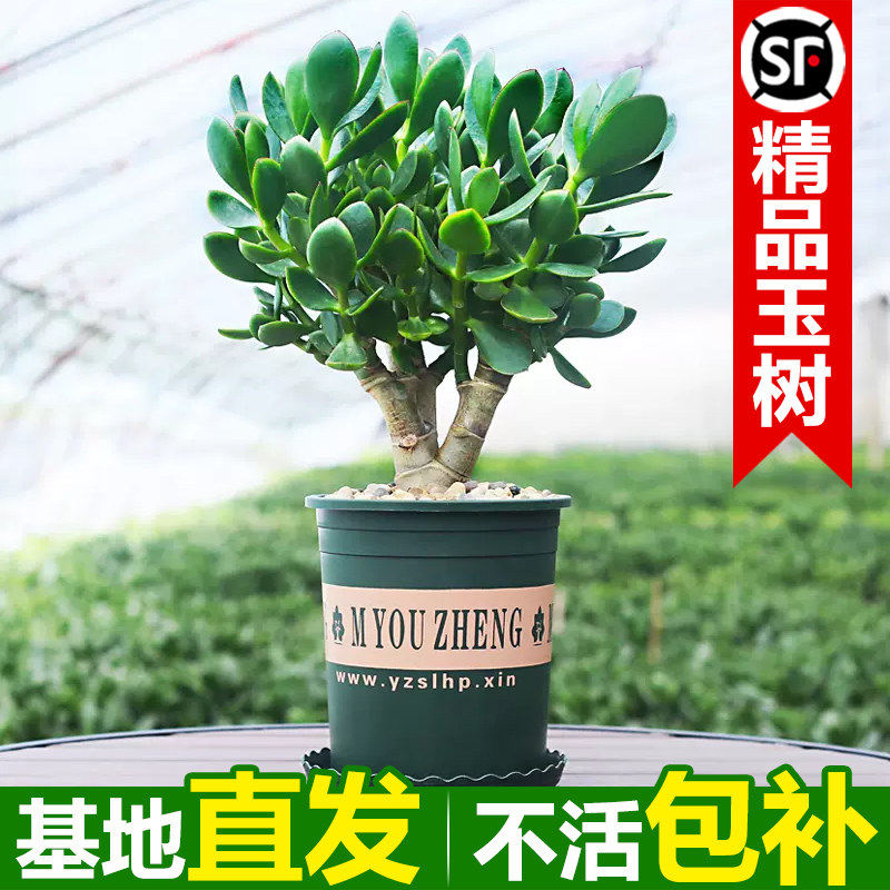 新疆西藏包邮玉树老桩大
