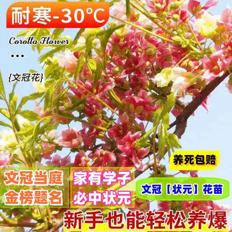 新疆包邮文冠花树苗浓香型状元花室内外庭院文冠果花盆景四季开