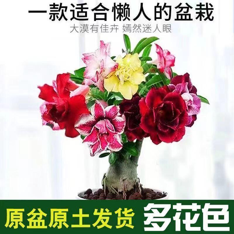 新疆包邮重瓣沙漠玫瑰花