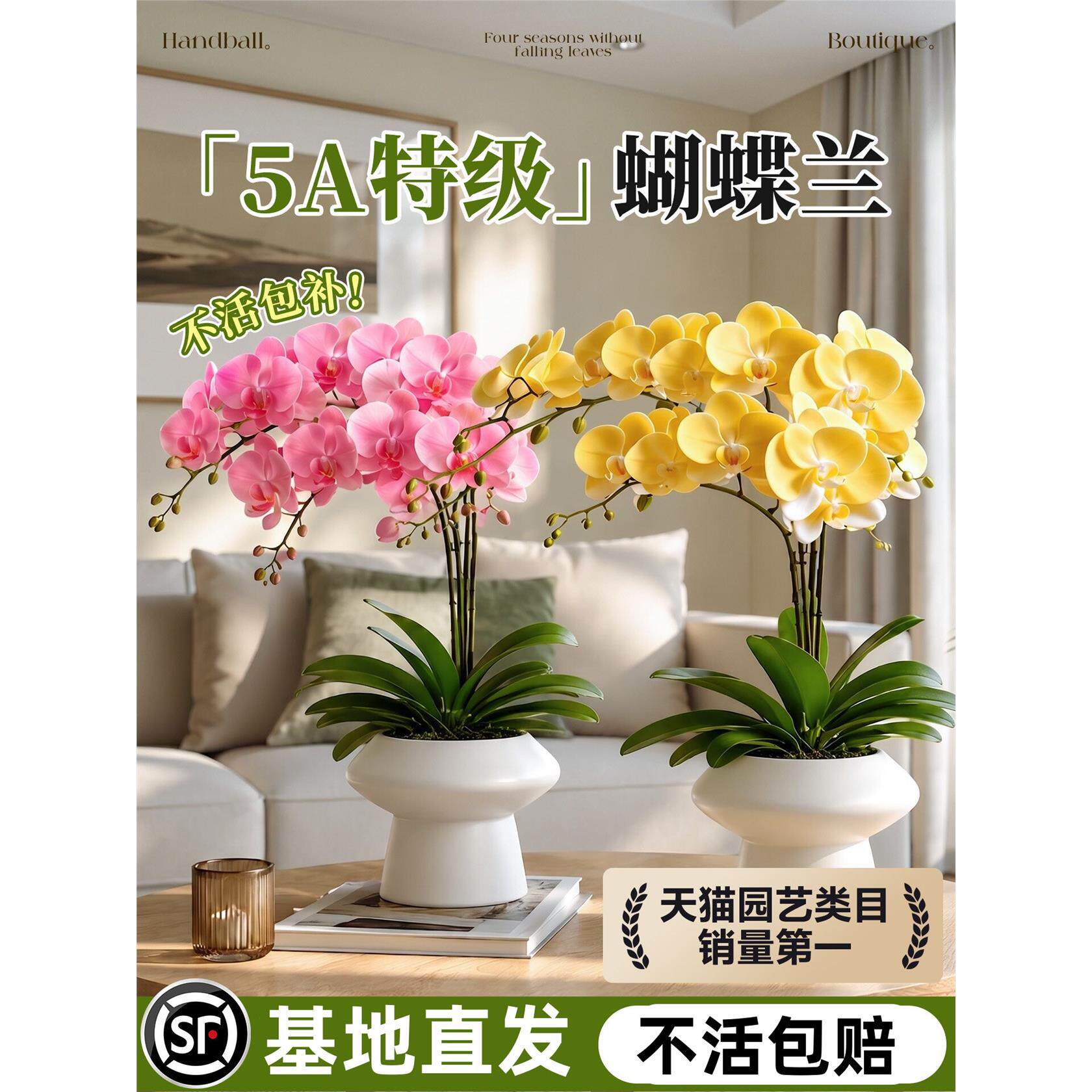 新疆西藏包邮蝴蝶兰花苗